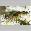 Tenthredo notha - Blattwespe 06.jpg